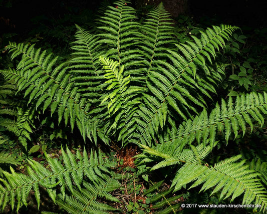 Dryopteris filix-mas