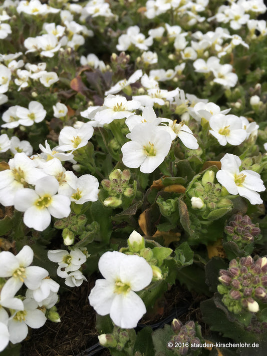 Arabis caucasica 'Schneehaube'
