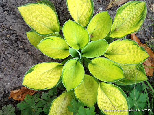 Hosta 'Rainforest Sunrise'