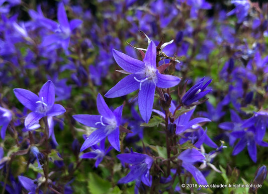 Campanula poscharskyana 'Stella'
