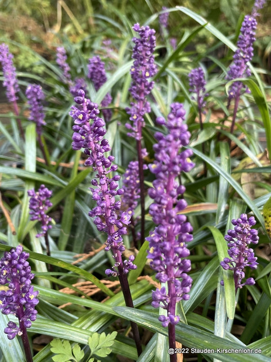 Liriope muscari 'Purple Passion'
