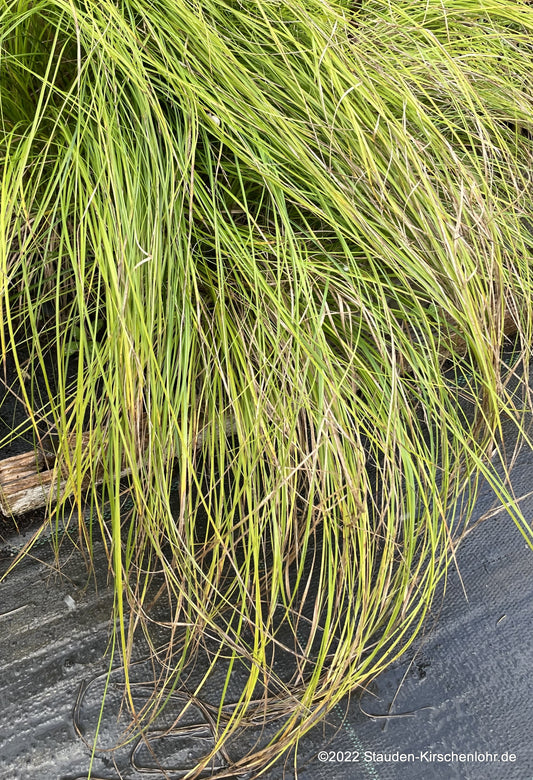 Carex morrowii