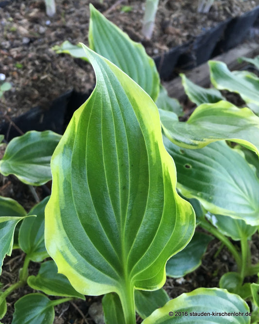 Hosta 'Tea at Bettys'