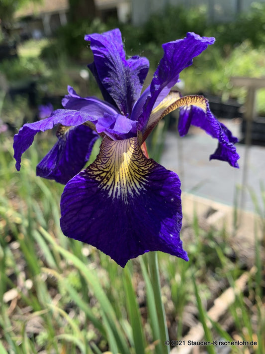 Iris sibirica 'Libelle'