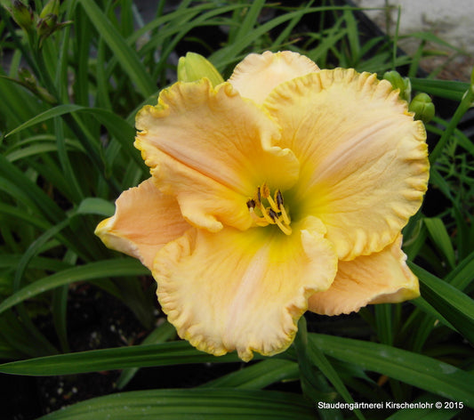 Hemerocallis 'Moonlit Caress'