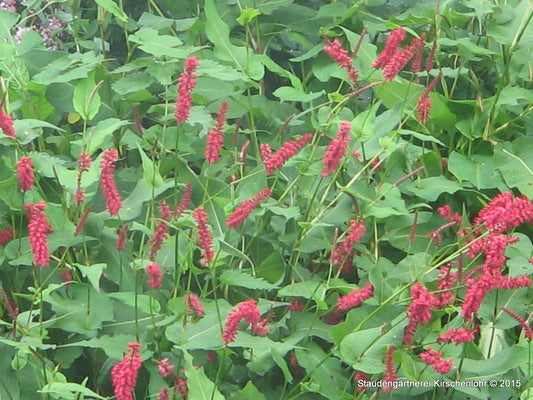 Bistorta amplexicaulis 'Taurus'