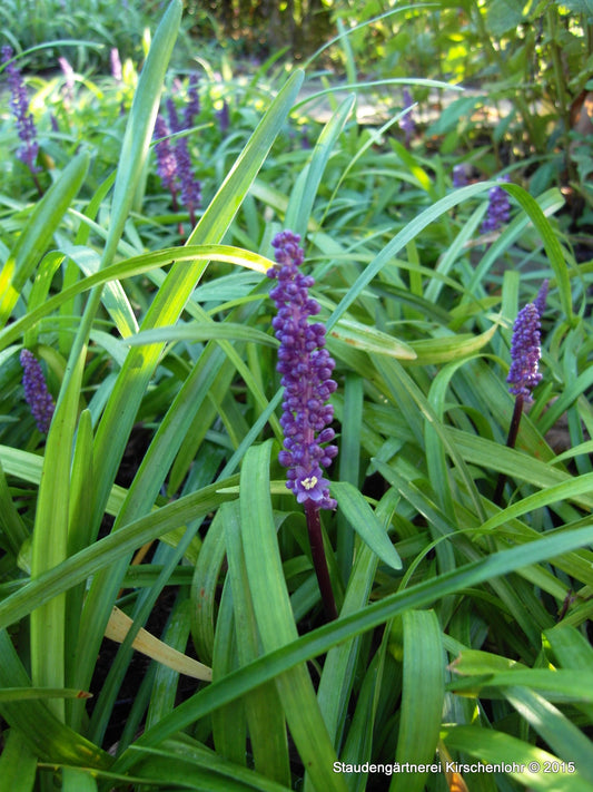 Liriope muscari 'Royal Purple'