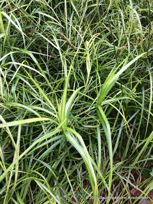 Carex muskingumensis 'Silberstreif'