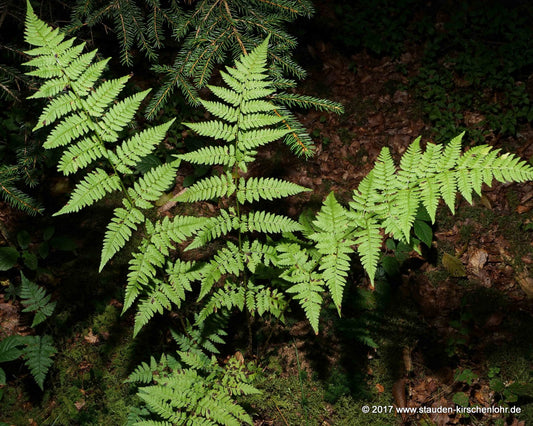 Dryopteris carthusiana