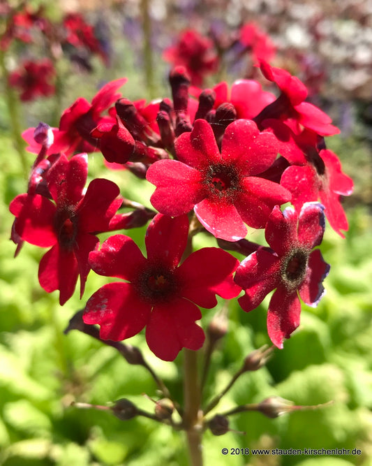 Primula japonica 'Carminea'
