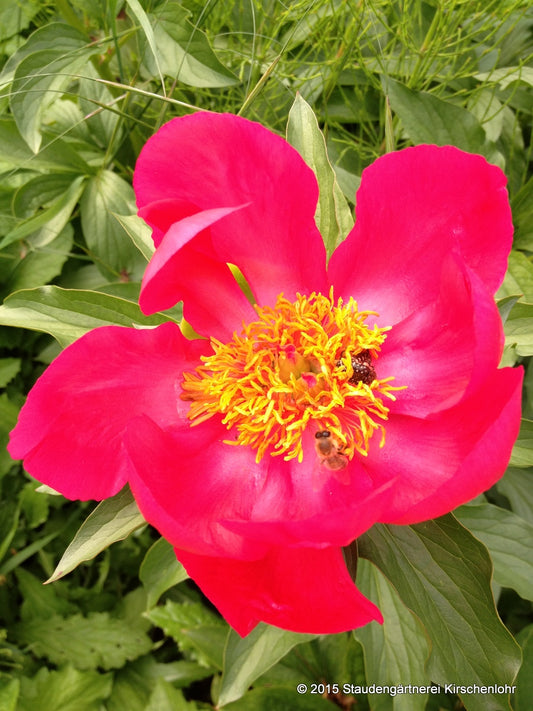 Paeonia 'Flame'