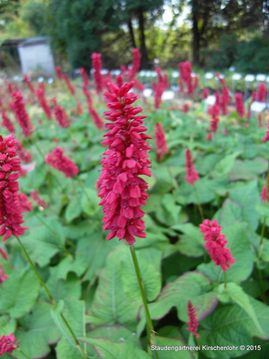 Bistorta amplexicaulis 'Caliente'JS ®