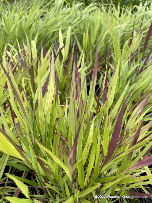Hakonechloa macra 'Beni-kaze'