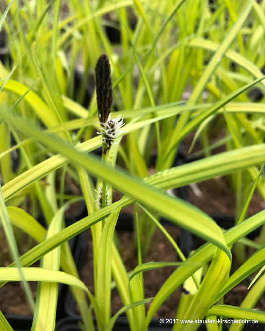 Carex elata 'Bowles Golden' ('Aurea')