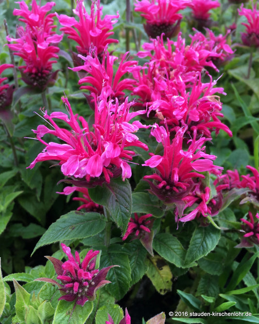 Monarda didyma 'Cranberry Lace' ®