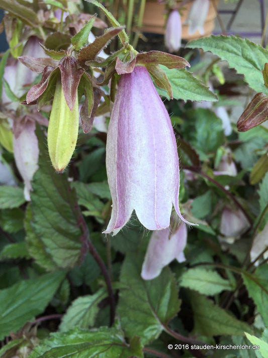 Campanula 'Silver Bells'