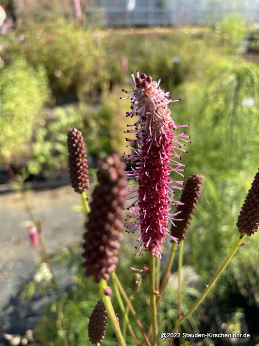 Sanguisorba 'Blackthorn'