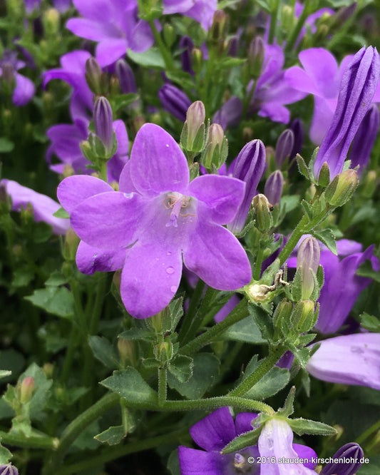 Campanula portenschlagiana