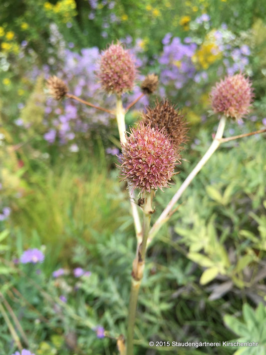 Eryngium yuccifolium