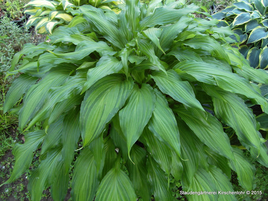 Hosta 'Spritzer'