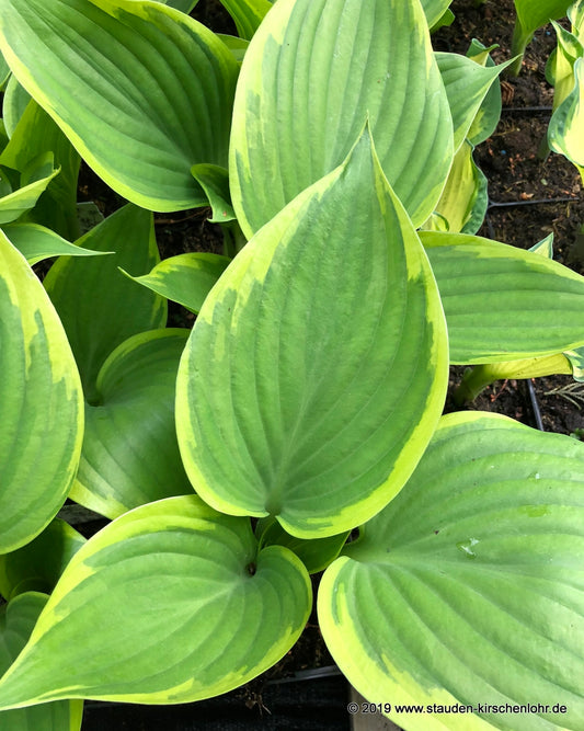 Hosta 'Final Victory'
