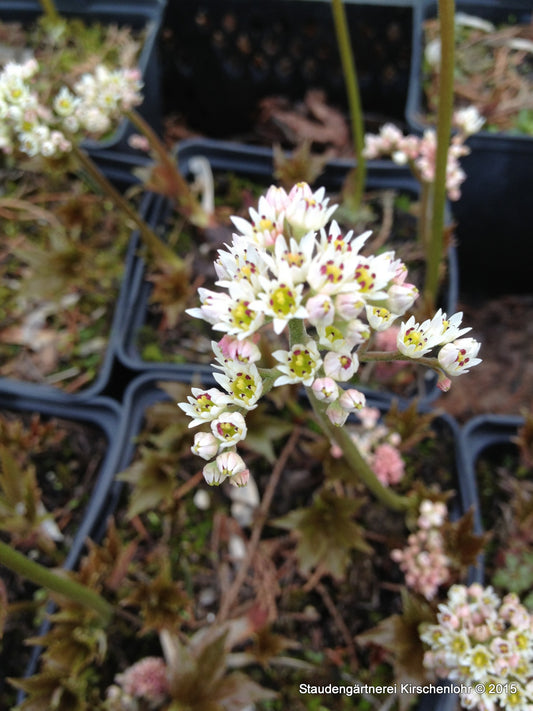 Mukdenia rossii 'Crimson Fans'