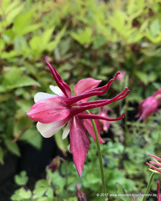 Aquilegia caerulea 'Rotstern' ('Crimson Star')