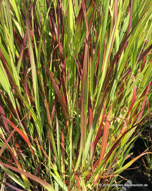 Panicum virgatum 'Dark Night' JS ®