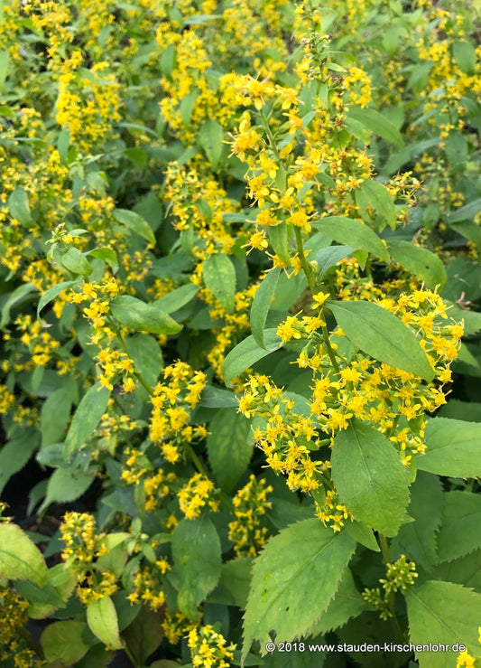 Solidago flexicaulis 'Flexi Belle'
