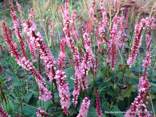 Bistorta amplexicaulis 'Fascination'
