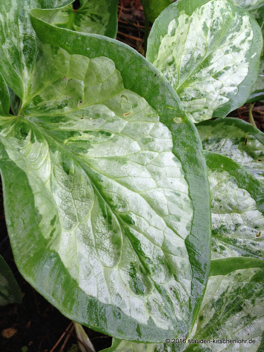 Arum italicum subsp. italicum 'Chameleon'