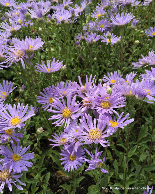 Aster amellus 'Silbersee'