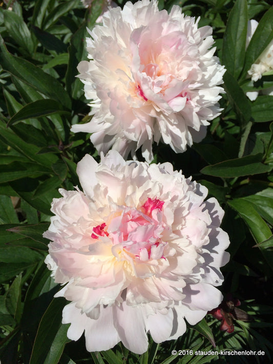 Paeonia 'Noemie Demay'
