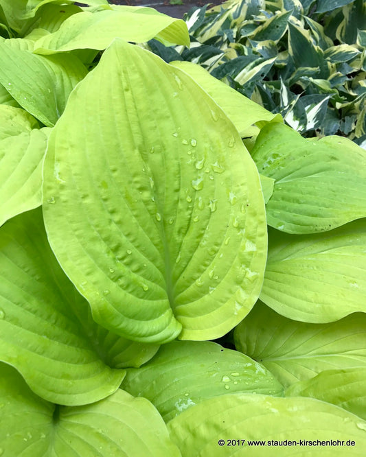 Hosta 'Gold Haze'