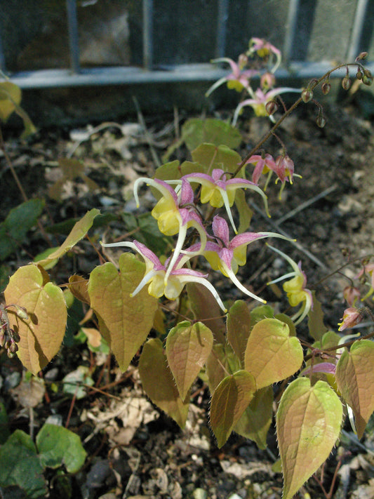 Epimedium 'Fire Dragon' ®