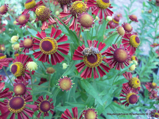 Helenium 'Ruby Thuesday' ®