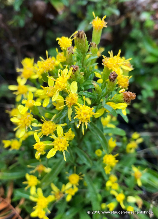 Solidago virgaurea var. minuta subsp. minutissima
