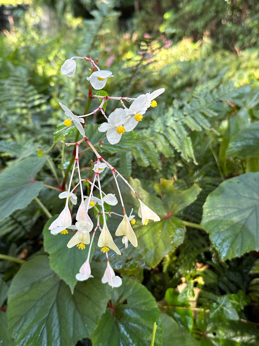 Begonia grandis subsp. grandis 'Alba'