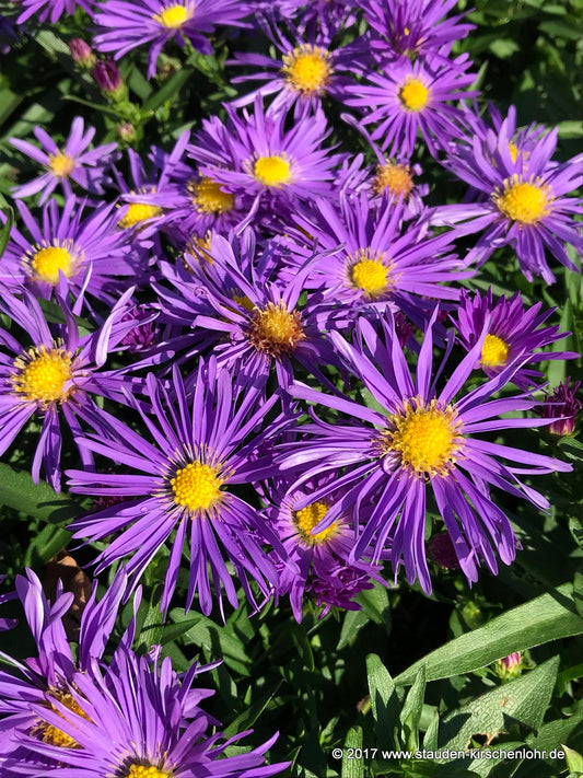 Symphyotrichum dumosum 'Blaue Lagune'