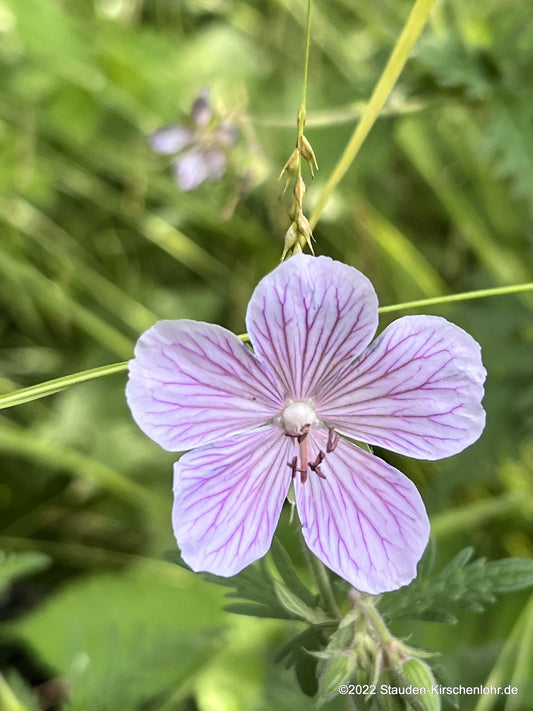 Geranium pratense 'Ilya'