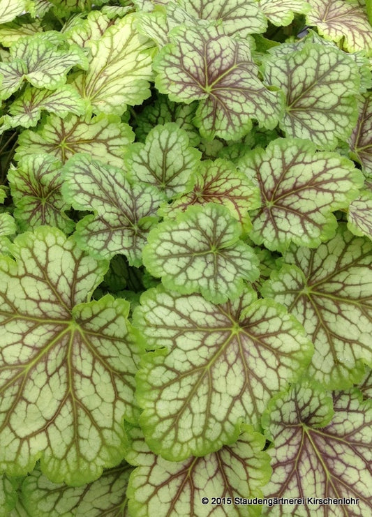 Heuchera 'Van Gogh' ®