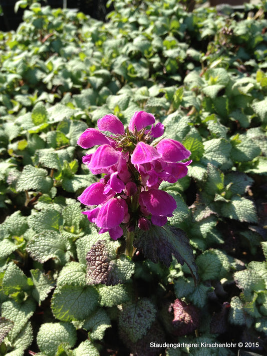 Lamium maculatum 'Beacon Silver'