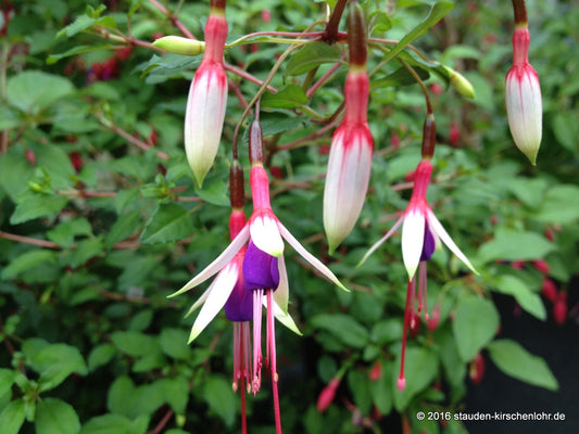 Fuchsia magellanica var. arauca