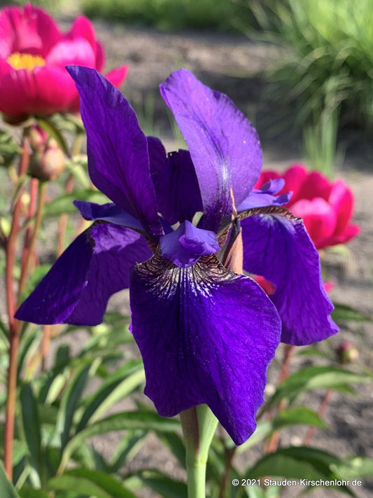 Iris sibirica 'Prussian Blue'