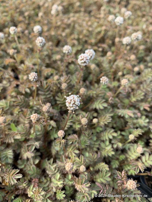 Acaena microphylla 'Dichte Matte'