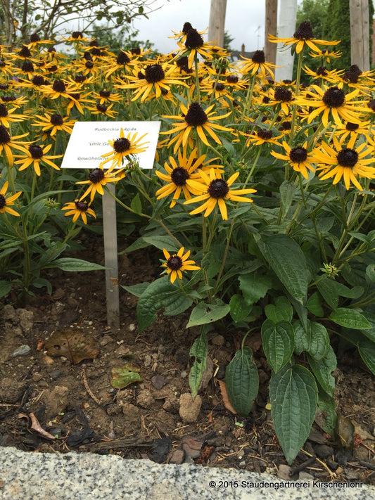 Rudbeckia sullivantii 'Little Goldstar' ®
