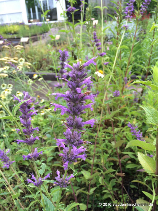 Agastache 'Serpentine'