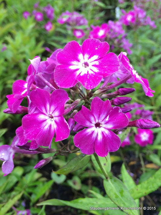 Phlox paniculata 'Wennschondennschon'