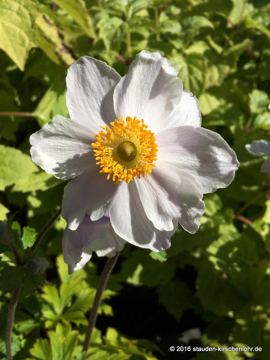 Anemone 'Ruffled Swan' ® NIS
