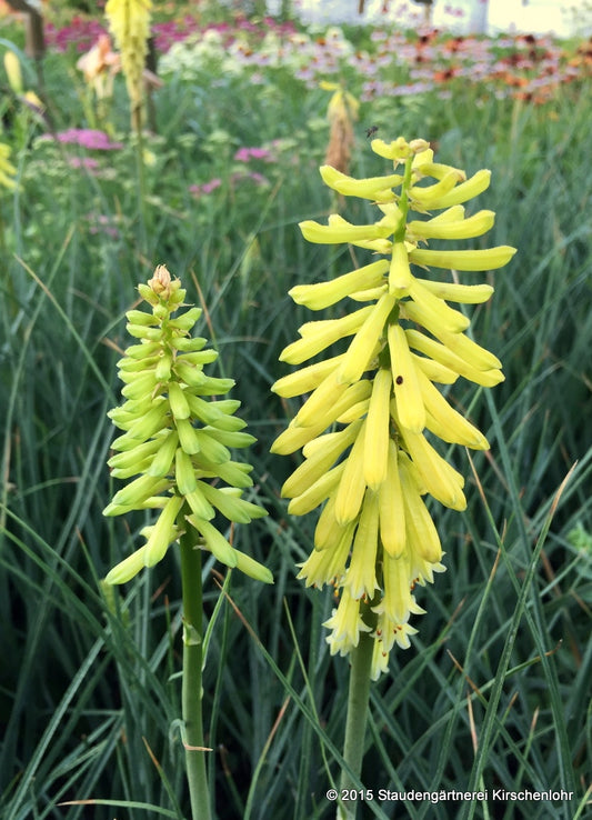 Kniphofia 'Lemon Popsicle' ®